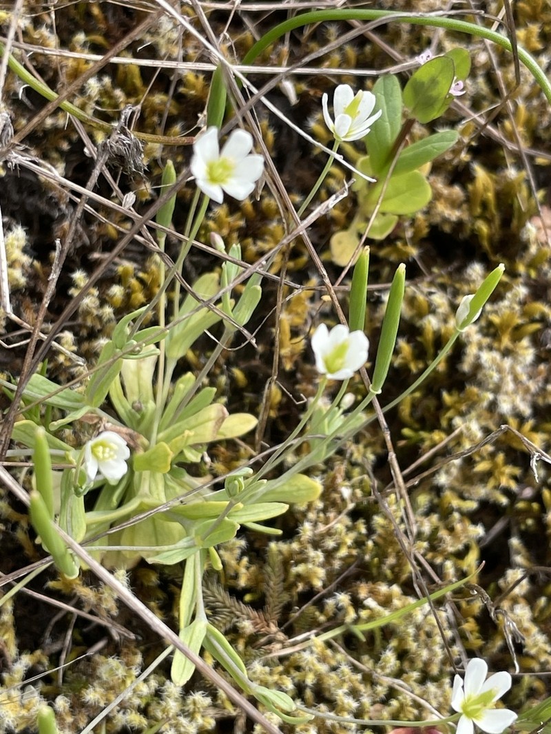 White Fairypoppy photo 4
