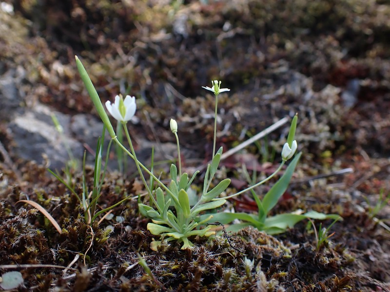 White Fairypoppy photo 8