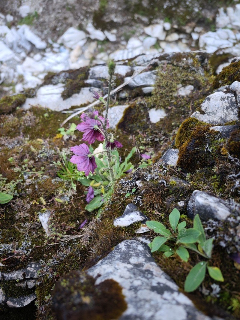 Meconopsis atrovinosa