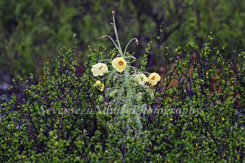 Meconopsis autumnalis