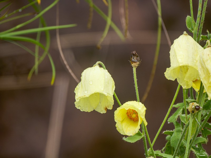 Meconopsis autumnalis photo 2