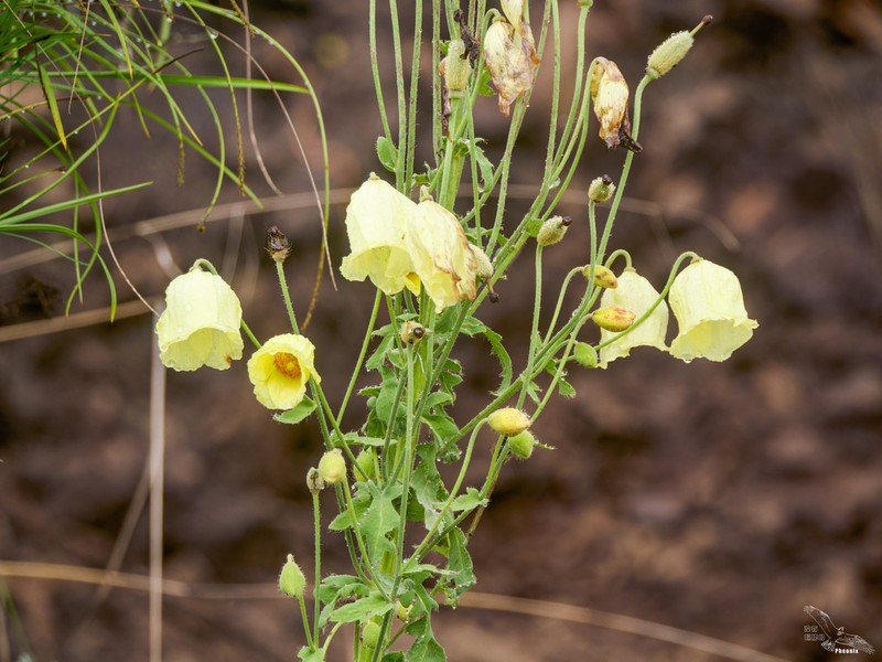 Meconopsis autumnalis photo 3
