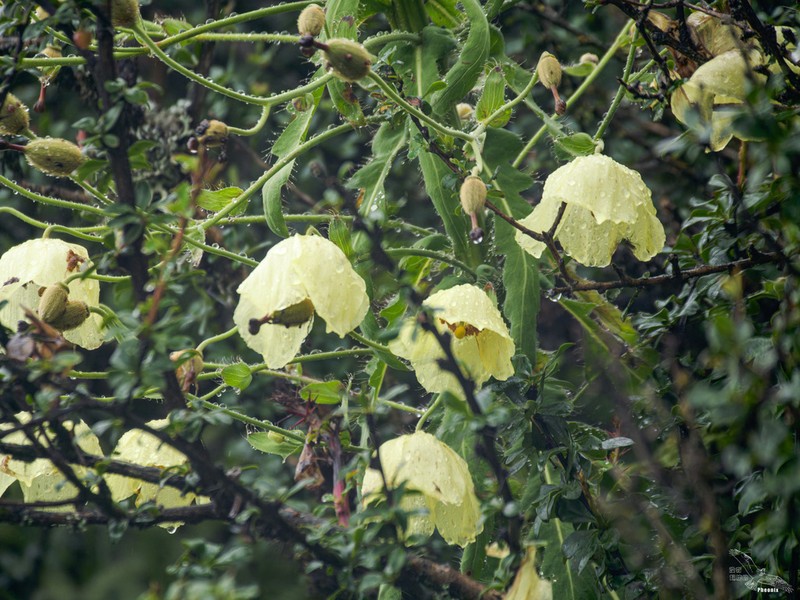 Meconopsis autumnalis photo 4