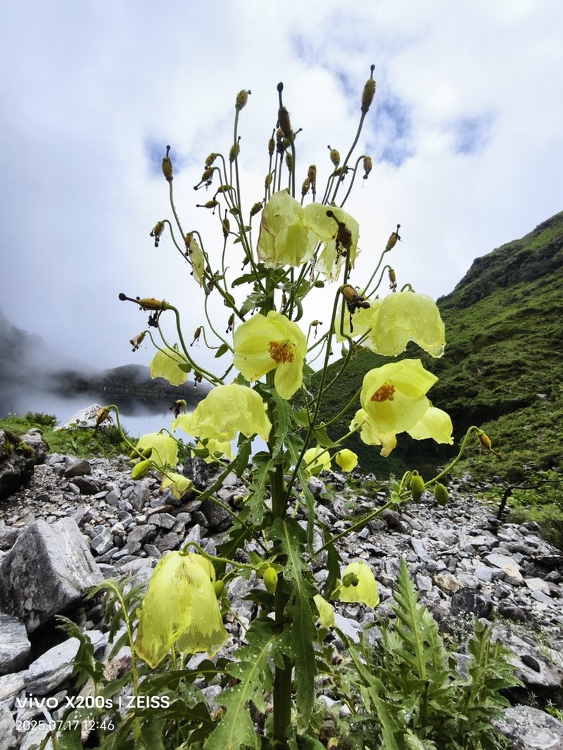 Meconopsis autumnalis photo 5