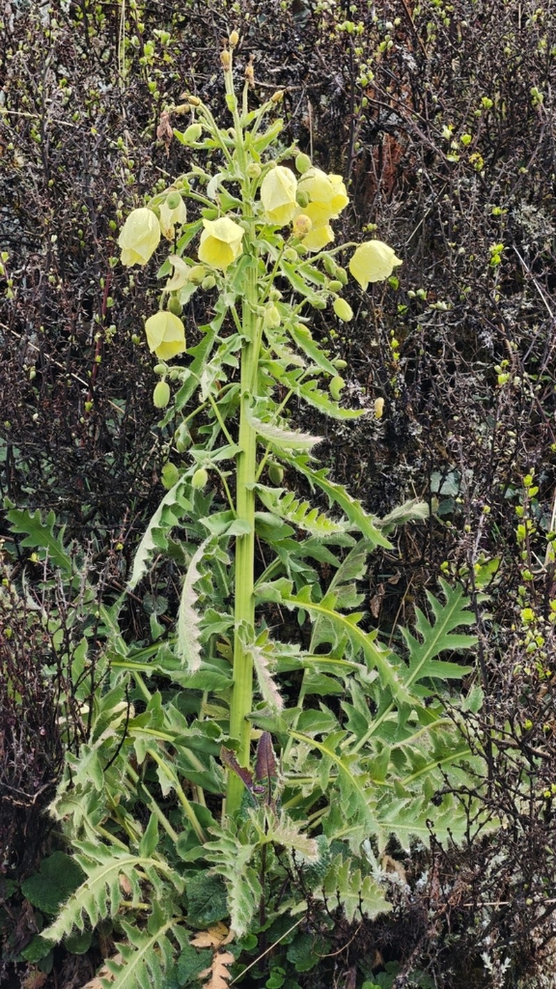 Meconopsis autumnalis photo 6