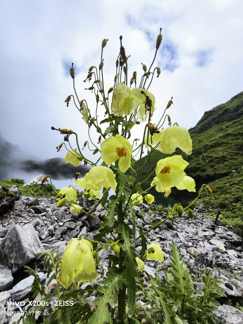 Meconopsis autumnalis photo 8