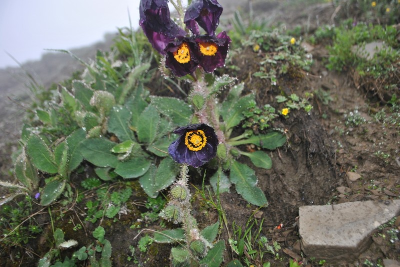 Meconopsis balangensis photo 2