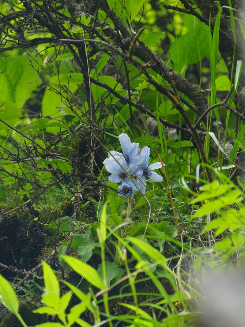 Meconopsis balangensis photo 3