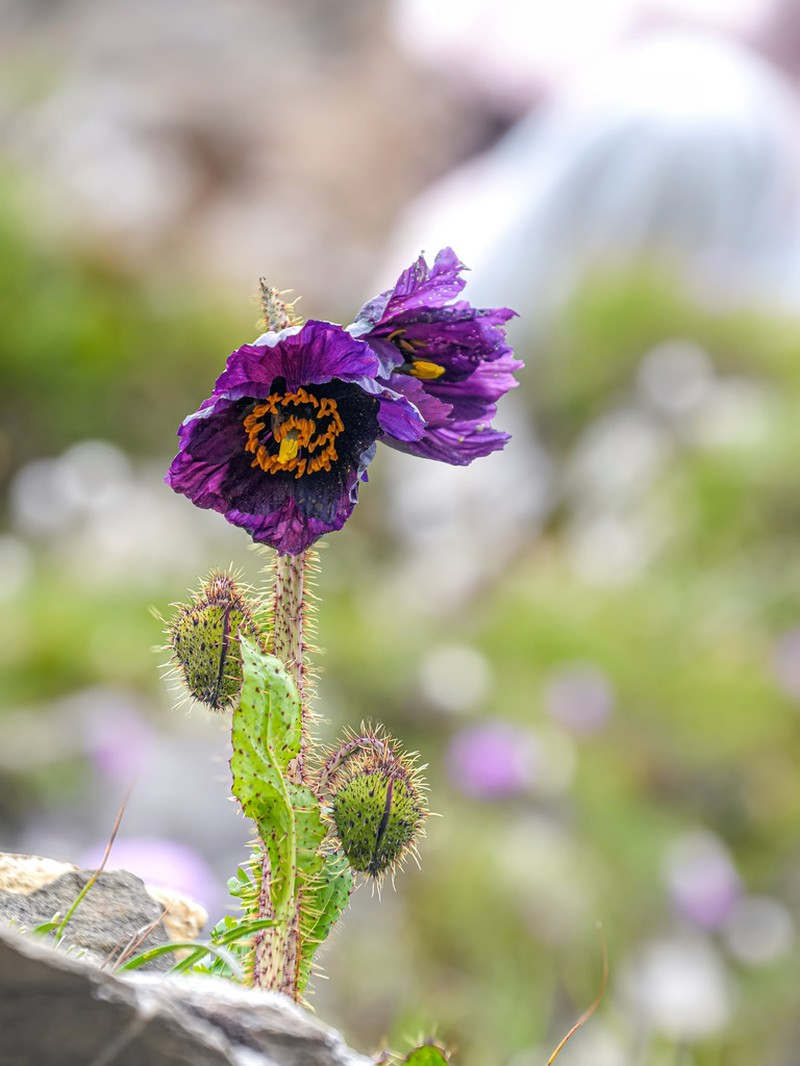 Meconopsis balangensis photo 4