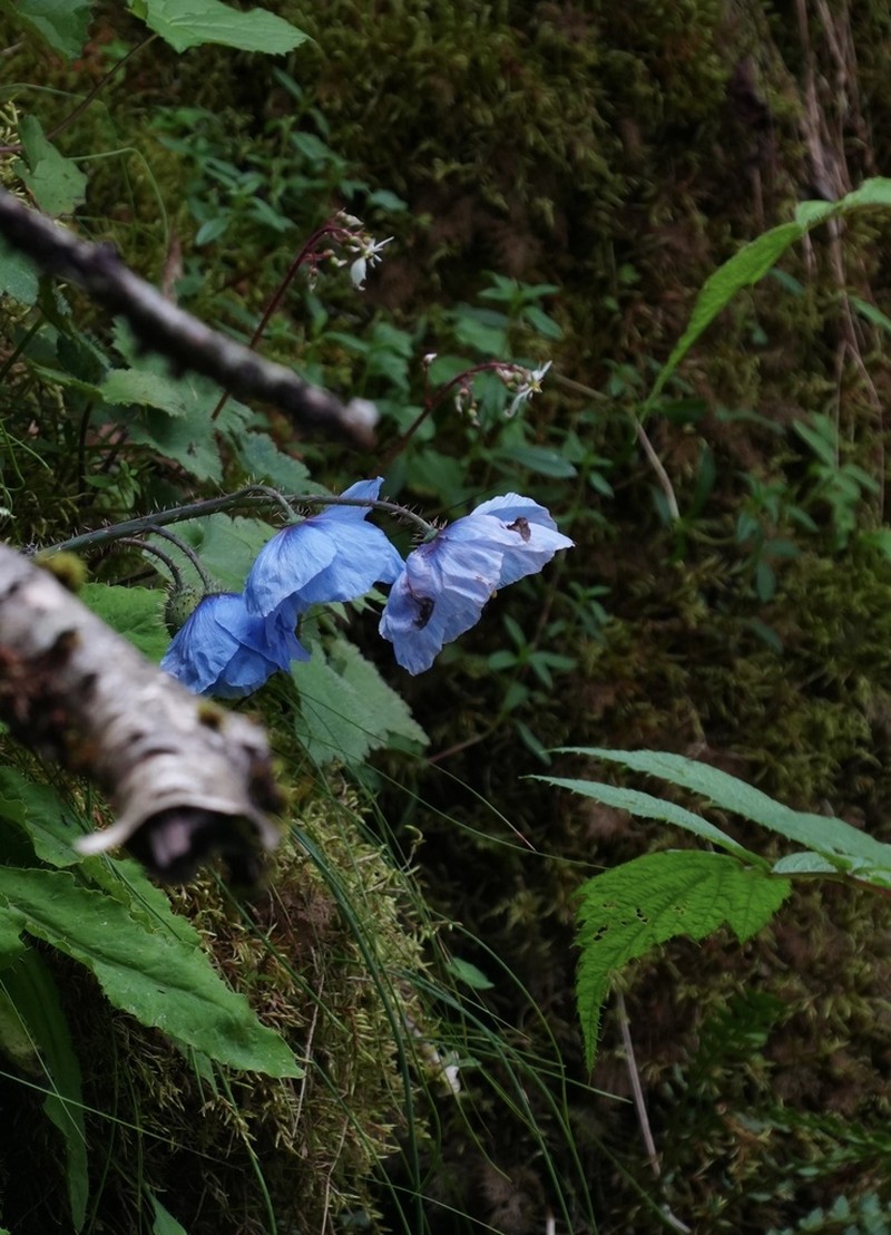 Meconopsis balangensis photo 5
