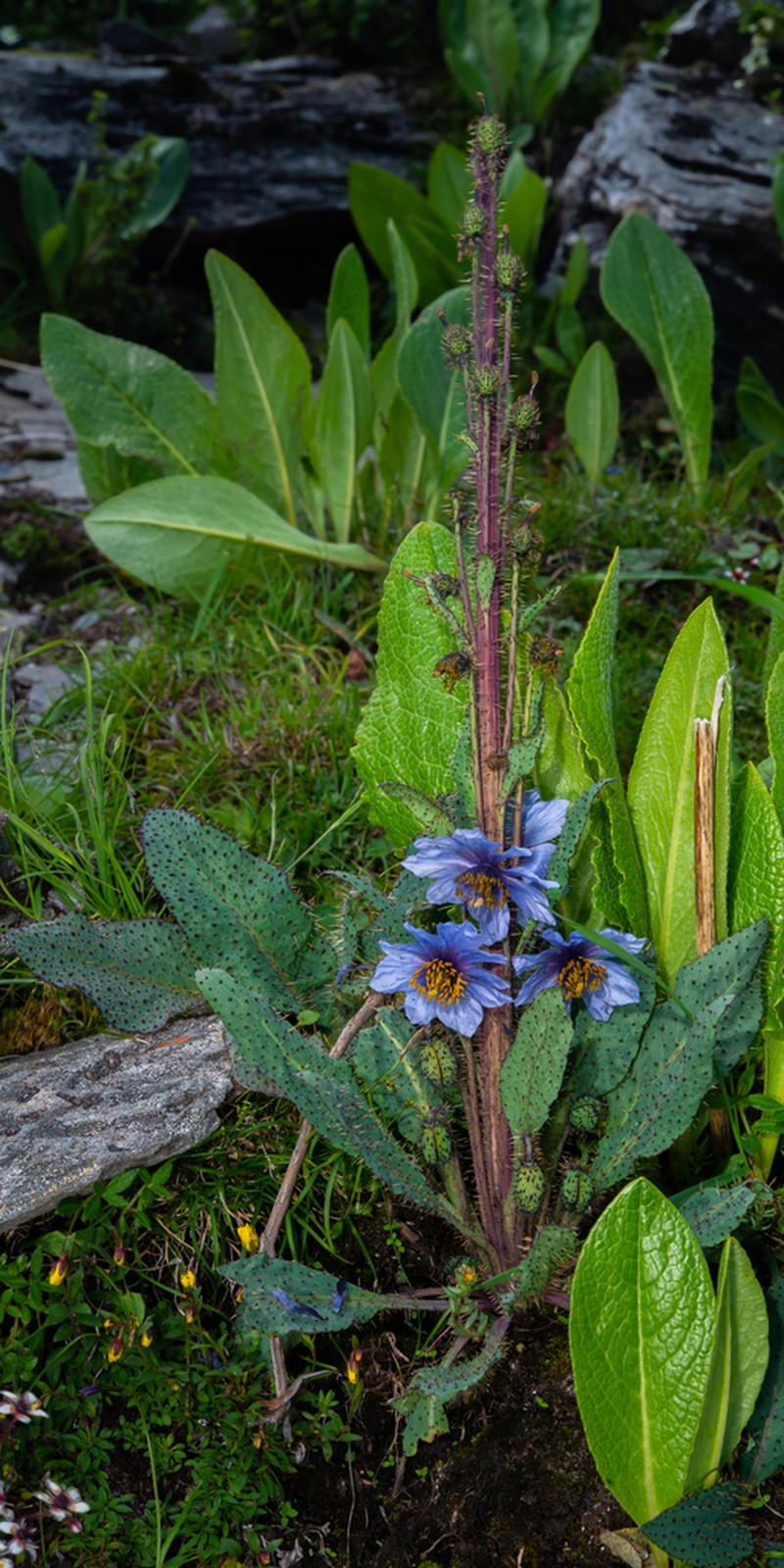 Meconopsis balangensis photo 6