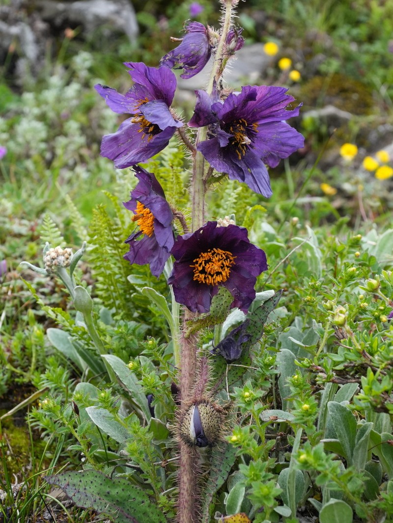 Meconopsis balangensis photo 7