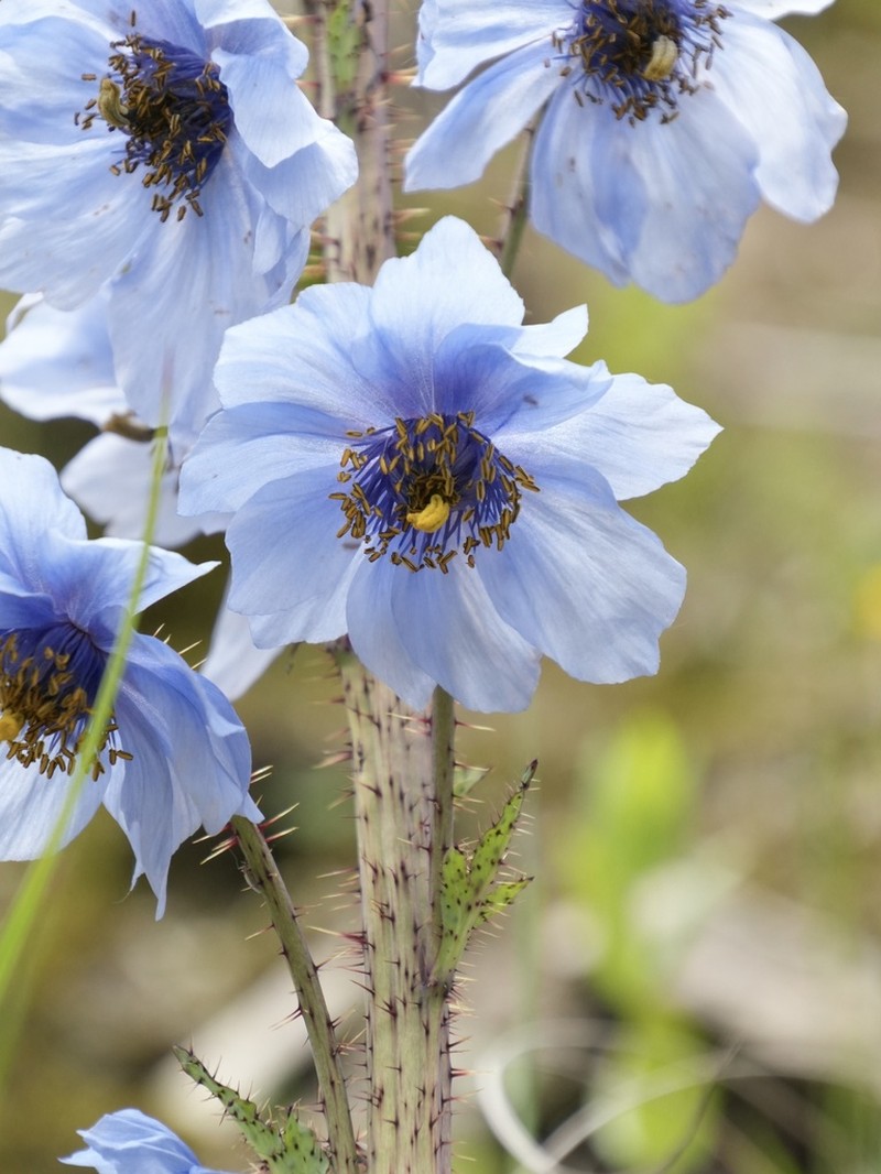 Meconopsis balangensis photo 8