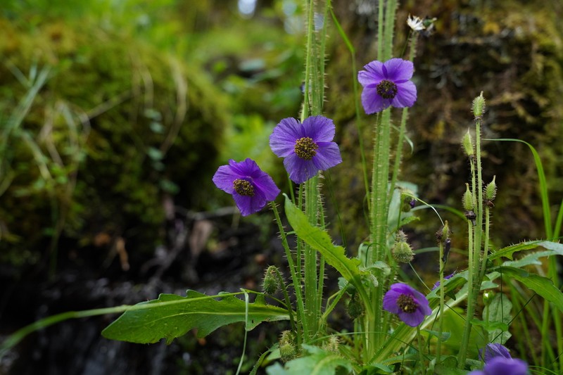 Meconopsis exilis