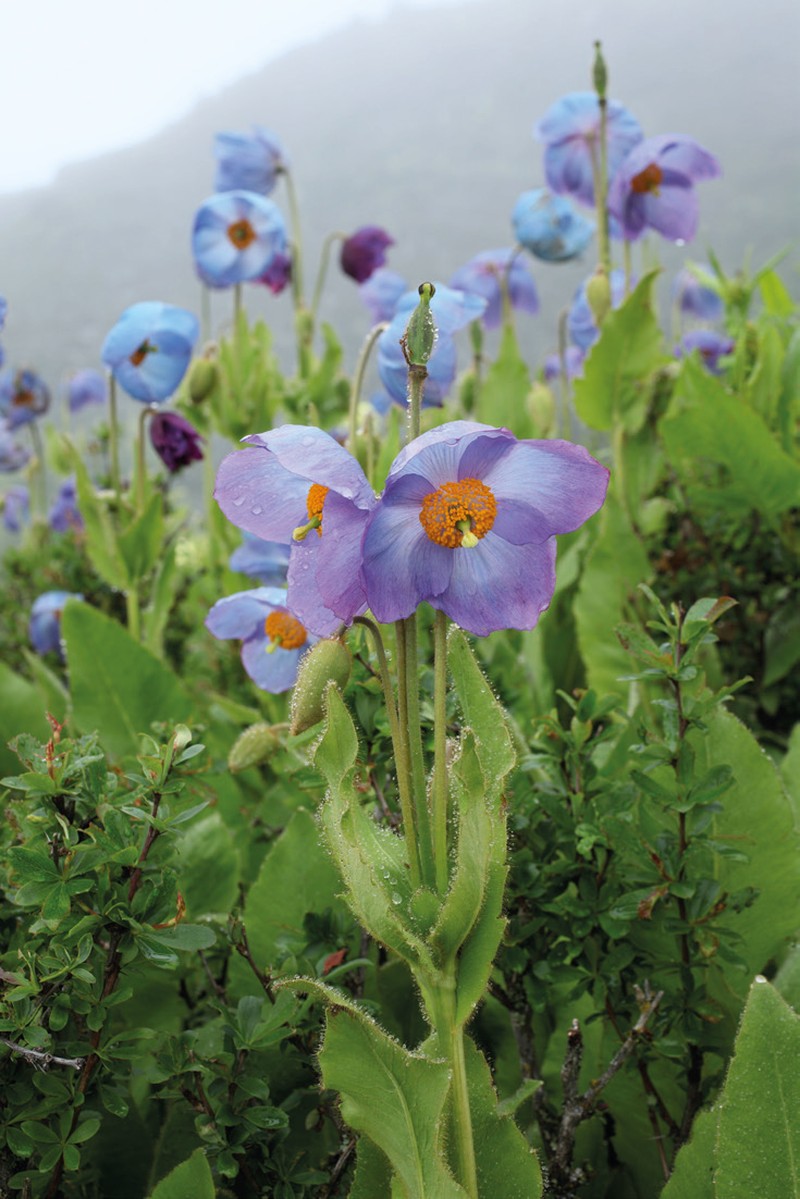 Meconopsis gakyidiana
