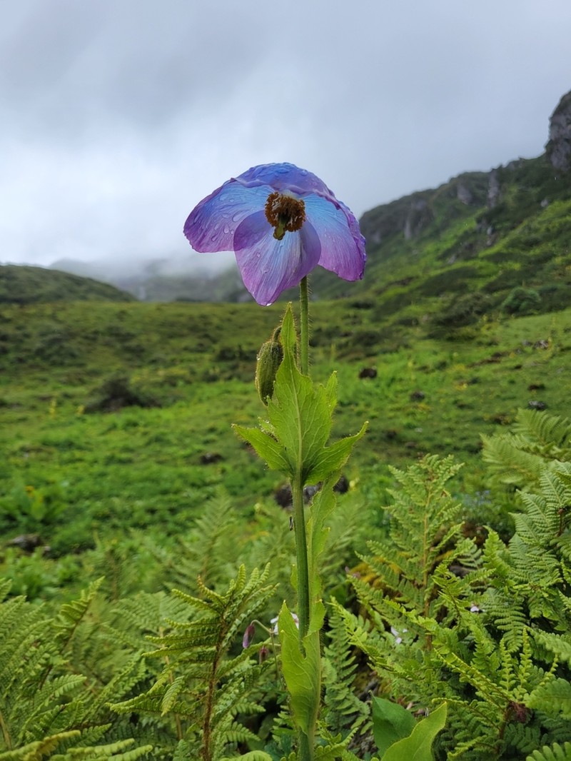 Meconopsis gakyidiana photo 2