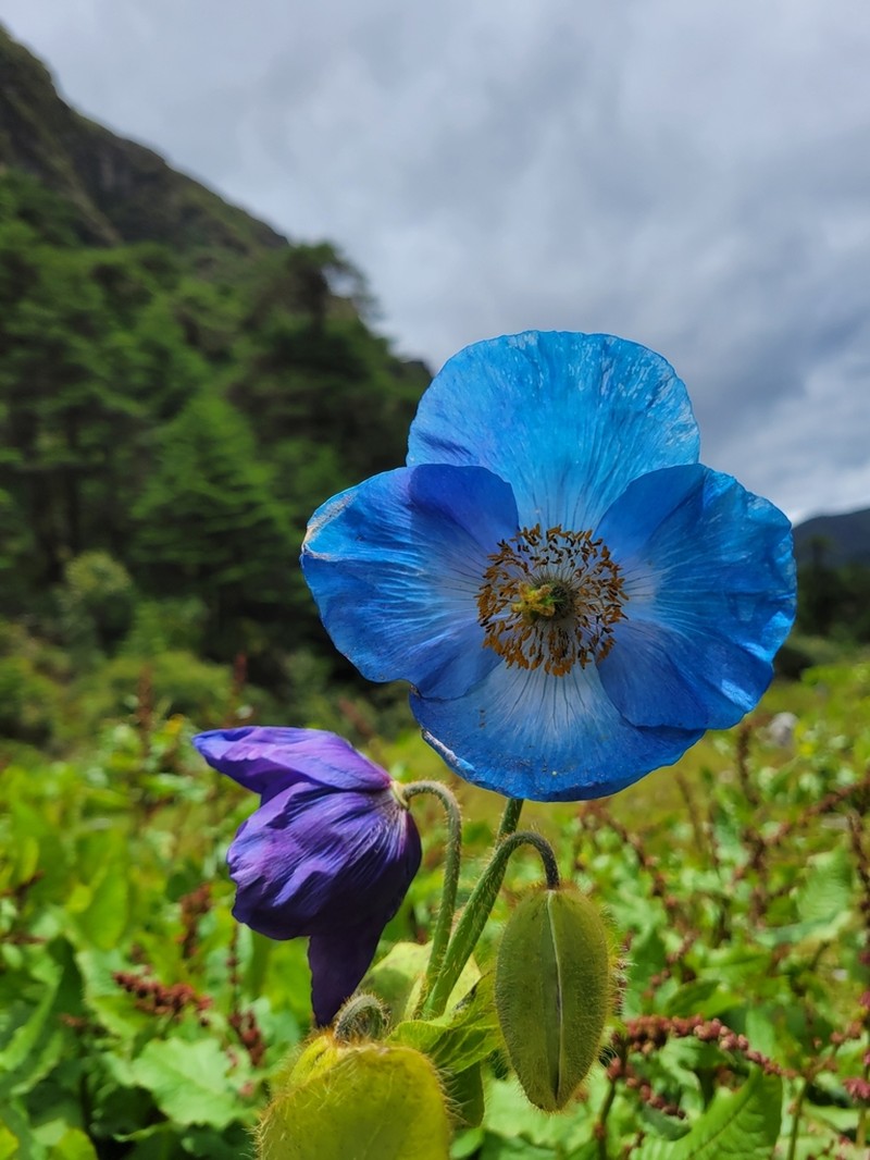 Meconopsis gakyidiana photo 3