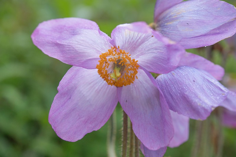 Meconopsis gakyidiana photo 4