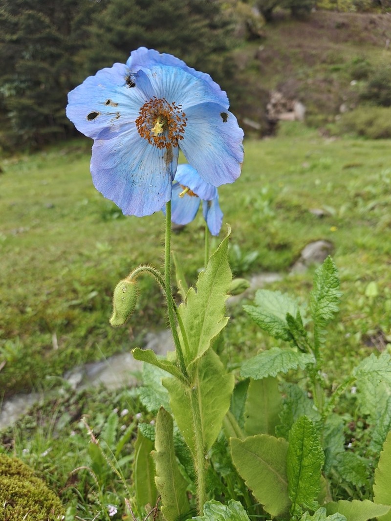 Meconopsis gakyidiana photo 6