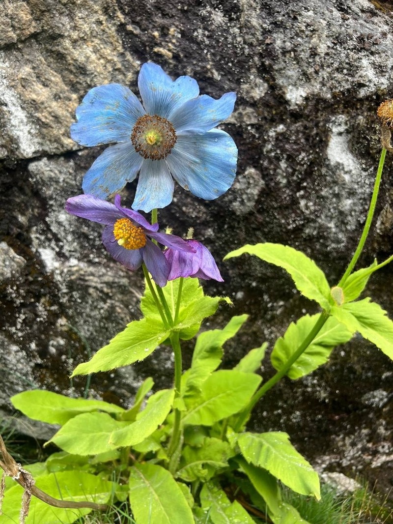 Meconopsis gakyidiana photo 7