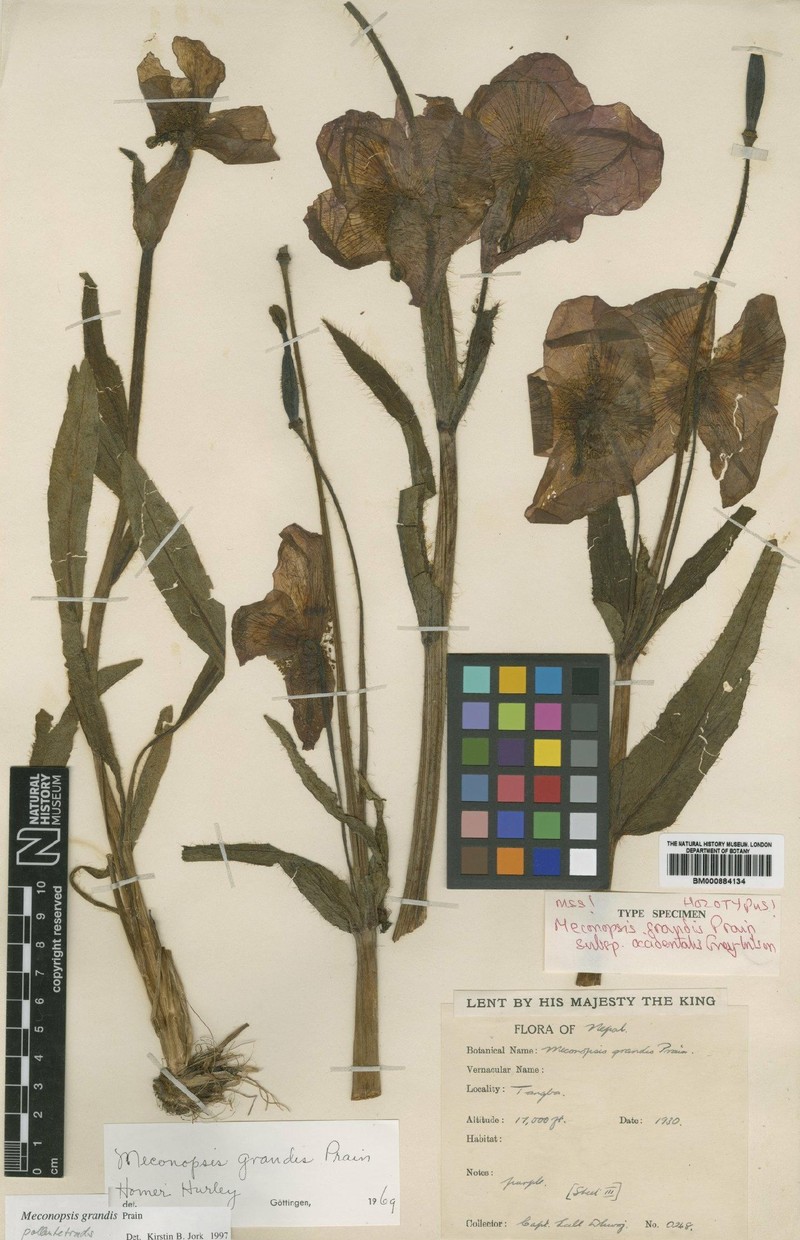 Meconopsis grandis subsp. grandis