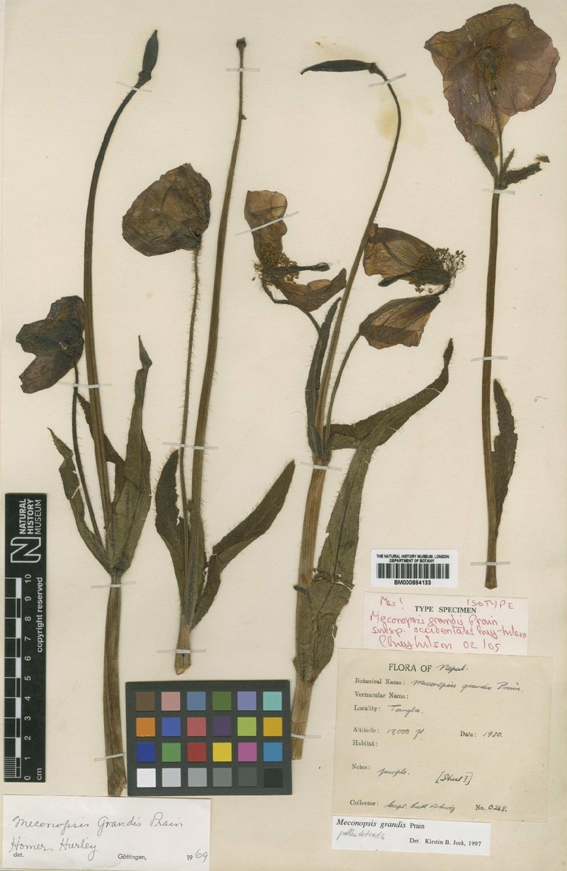 Meconopsis grandis subsp. grandis photo 2