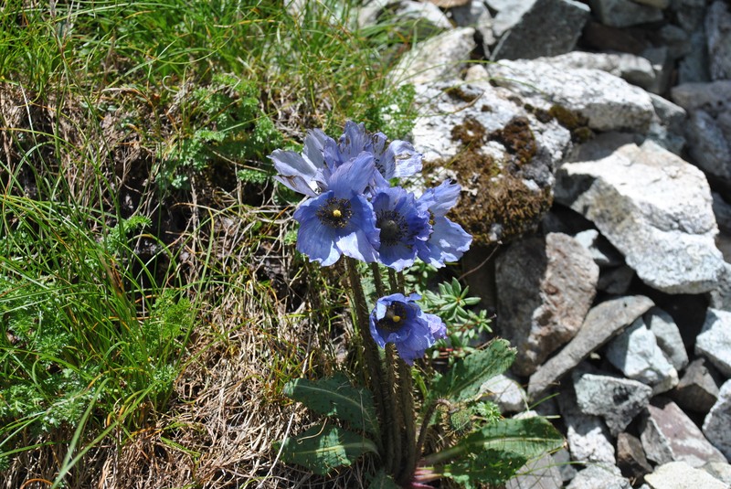 Meconopsis heterandra photo 3