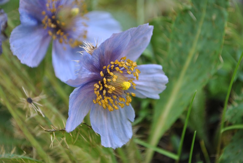 Meconopsis heterandra photo 4