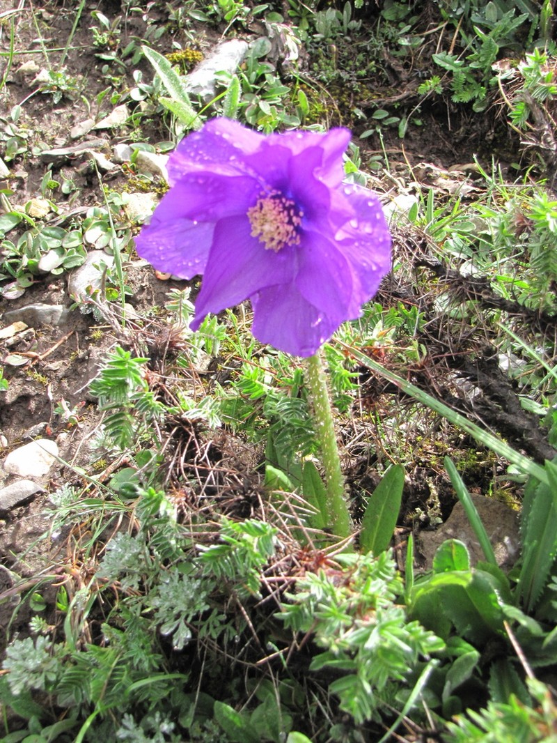 Meconopsis huanglongensis