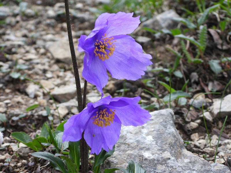 Meconopsis huanglongensis photo 2