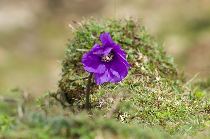 Meconopsis huanglongensis photo 3