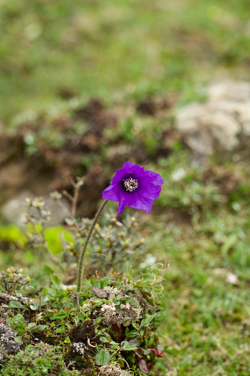 Meconopsis huanglongensis photo 4