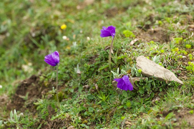 Meconopsis huanglongensis photo 5