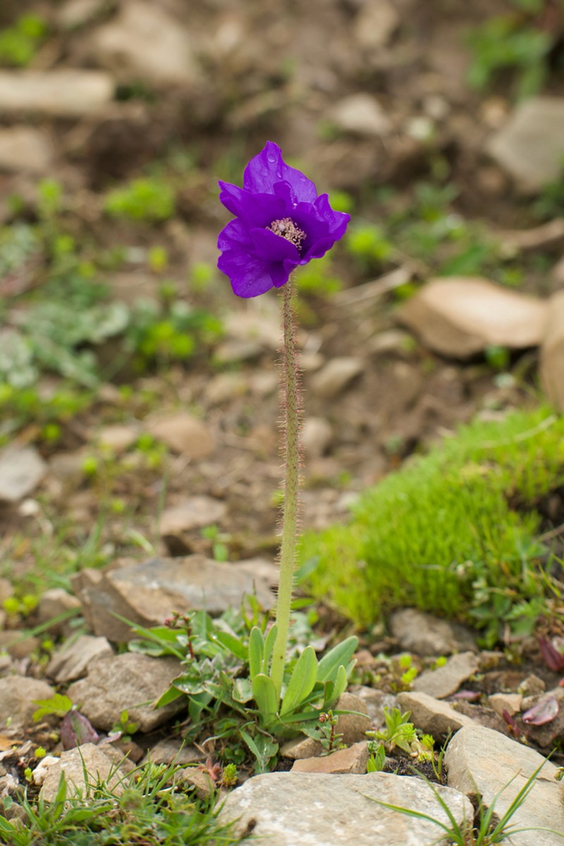 Meconopsis huanglongensis photo 6