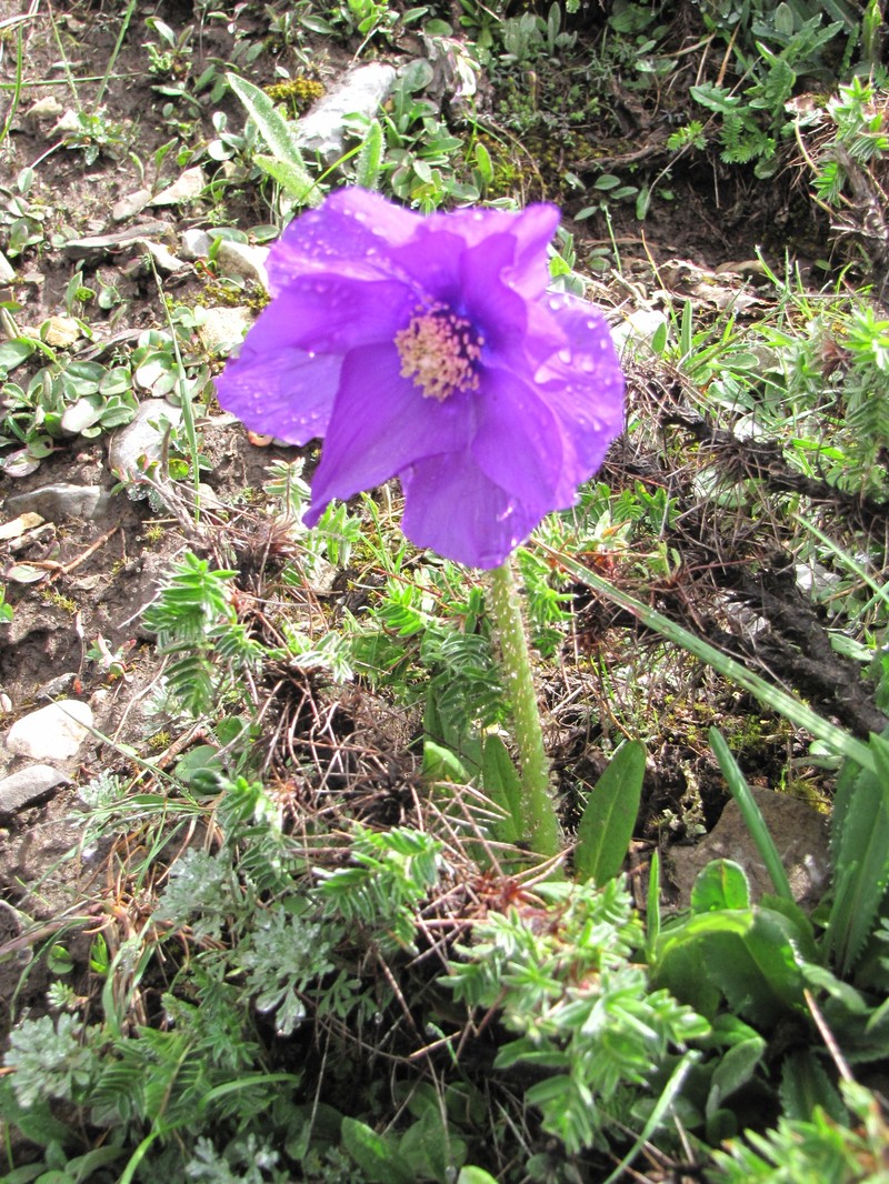Meconopsis huanglongensis photo 7