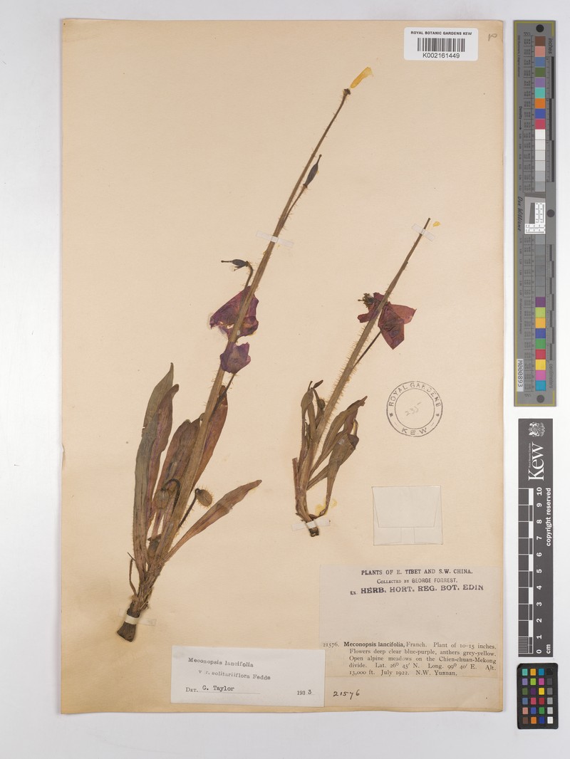 Meconopsis lancifolia subsp. lancifolia