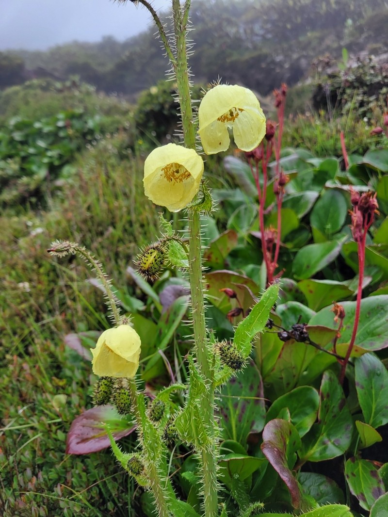 Meconopsis merakensis