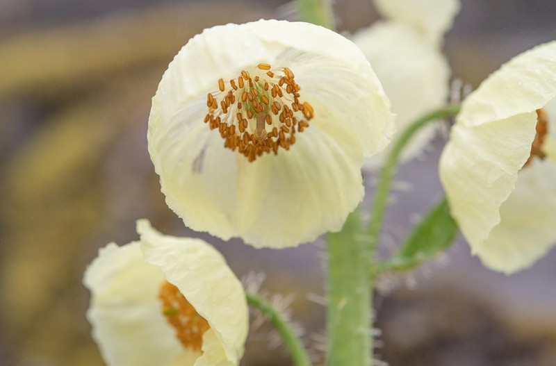 Meconopsis merakensis photo 3