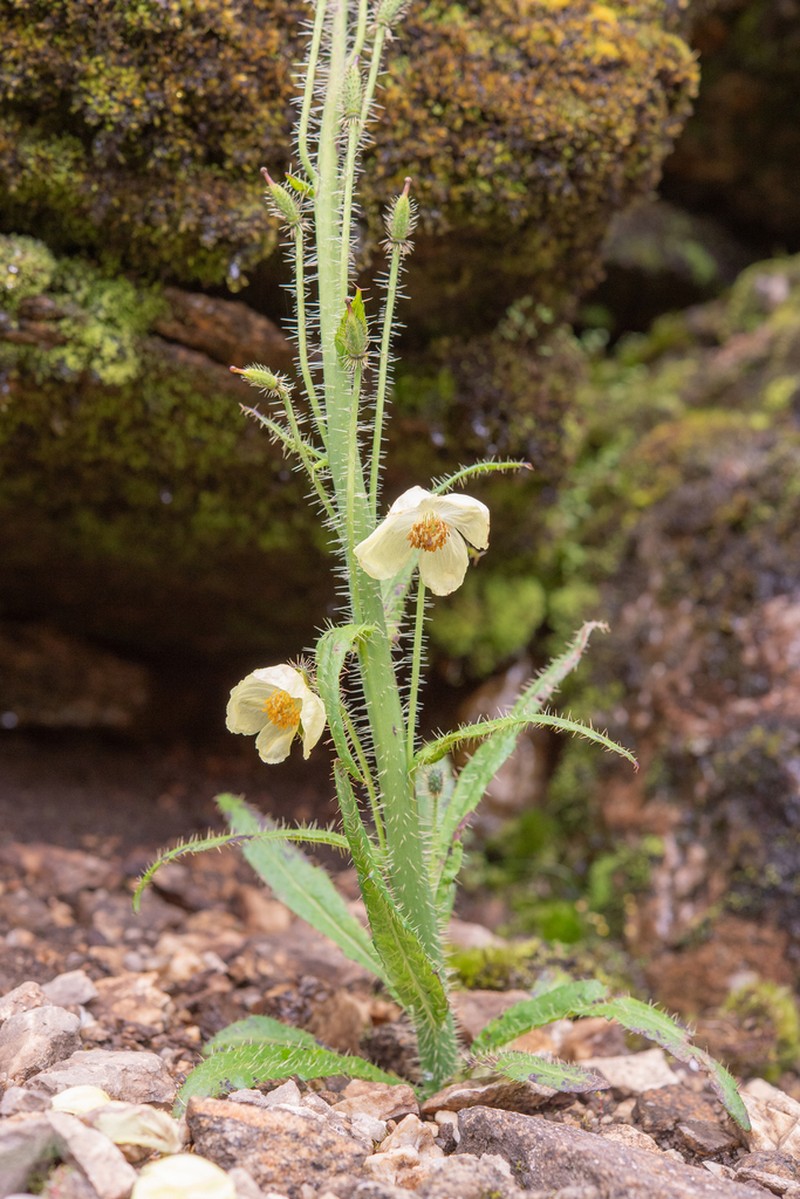 Meconopsis merakensis photo 4