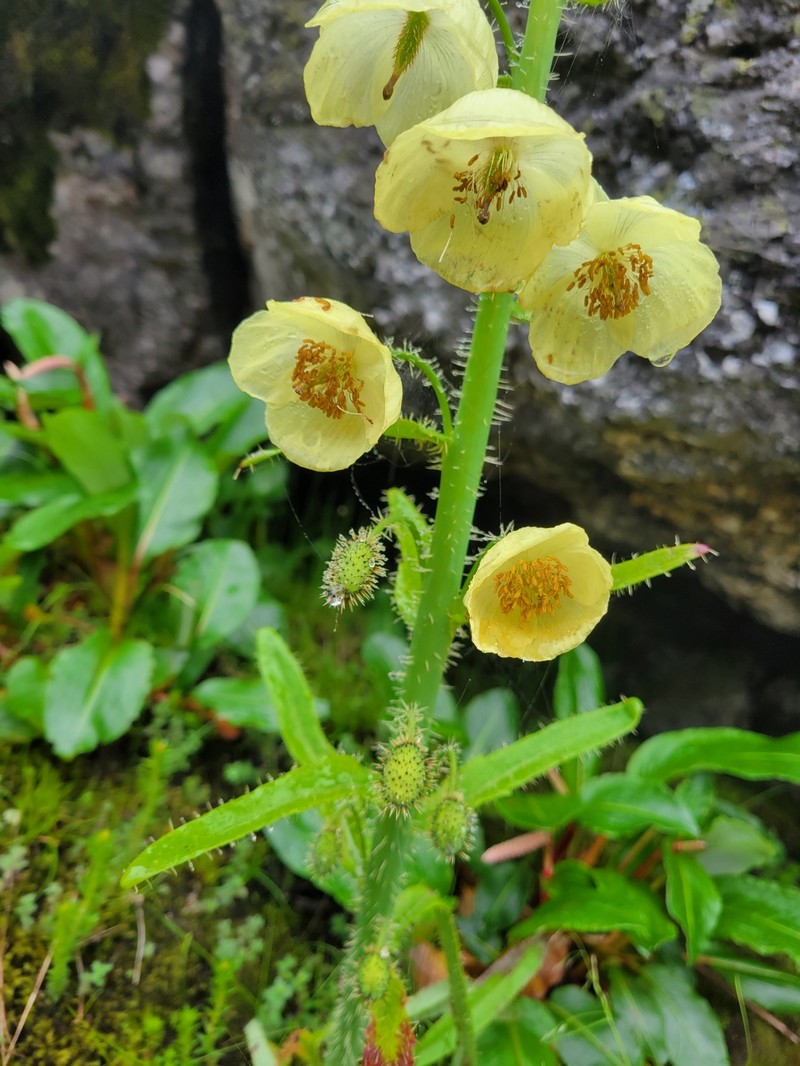Meconopsis merakensis photo 5