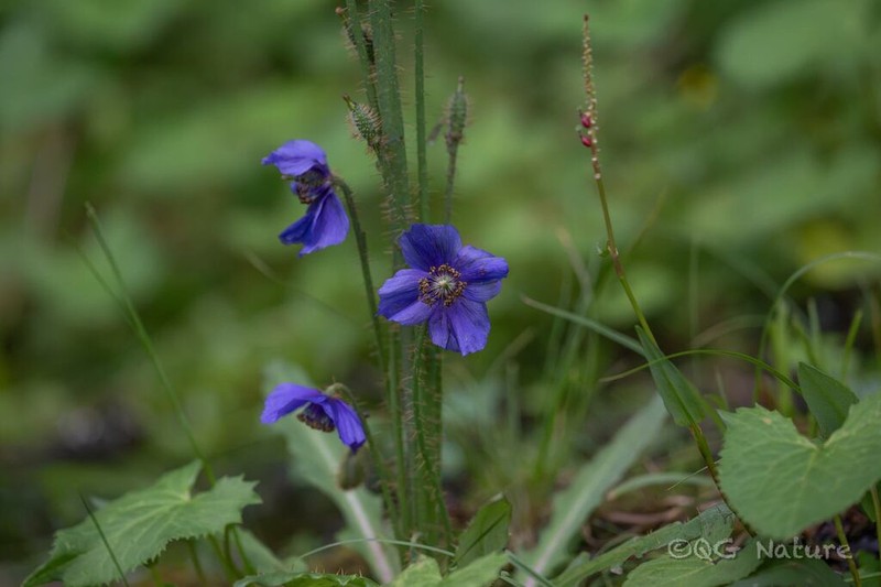 Meconopsis muscicola
