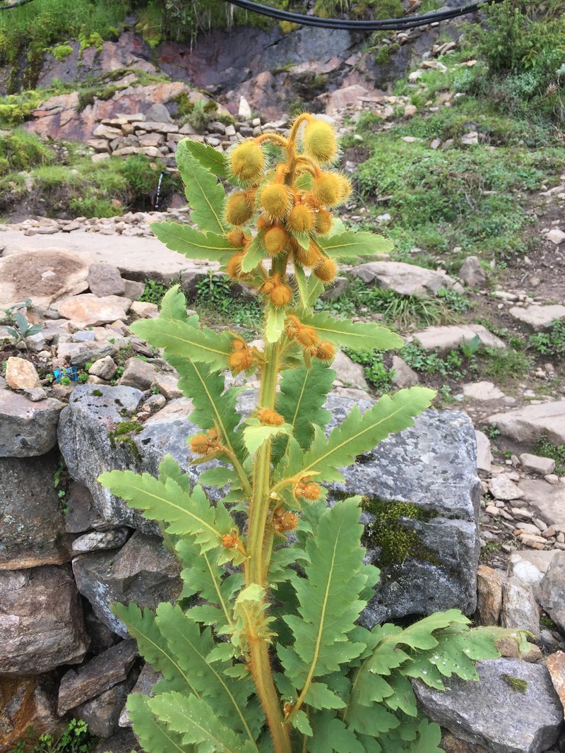Meconopsis paniculata subsp. paniculata