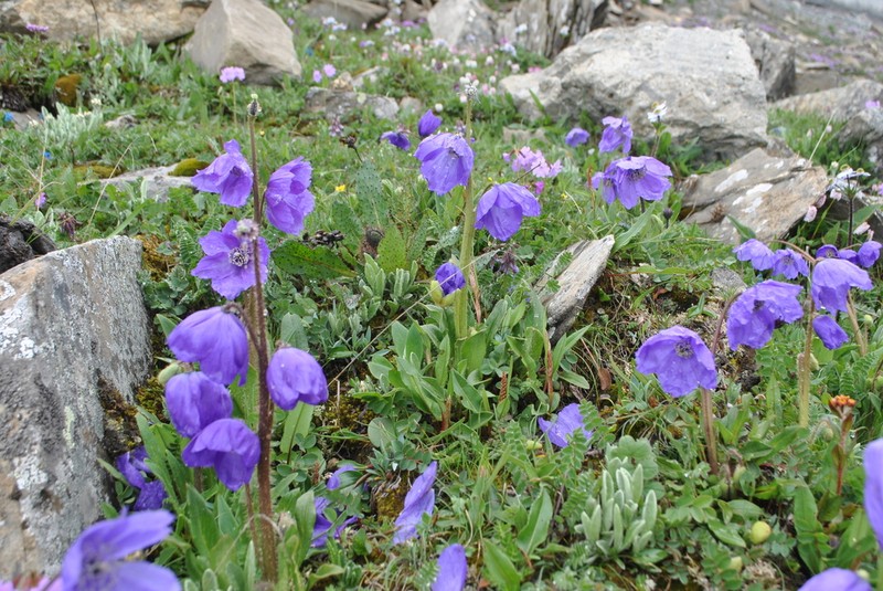 Meconopsis pulchella photo 3