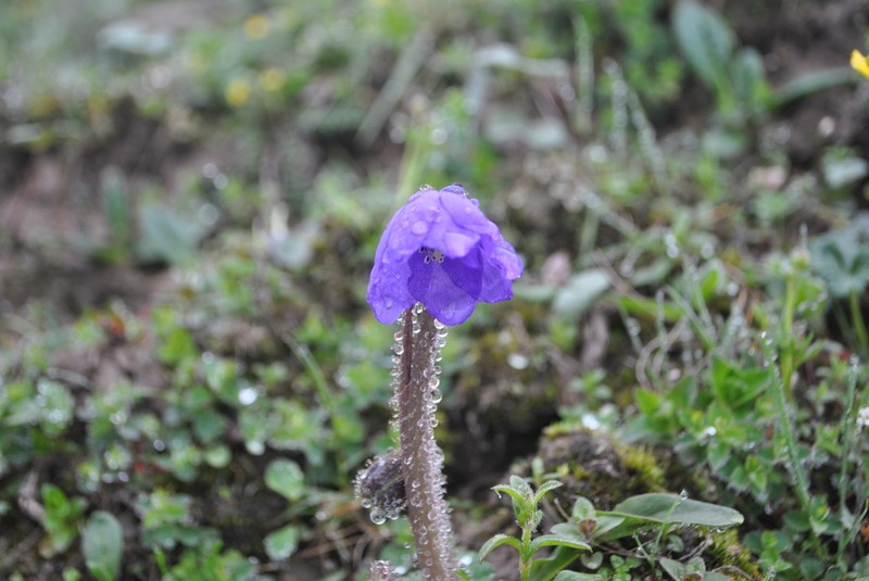 Meconopsis pulchella photo 4