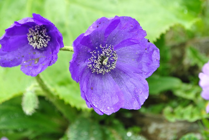 Meconopsis pulchella photo 6