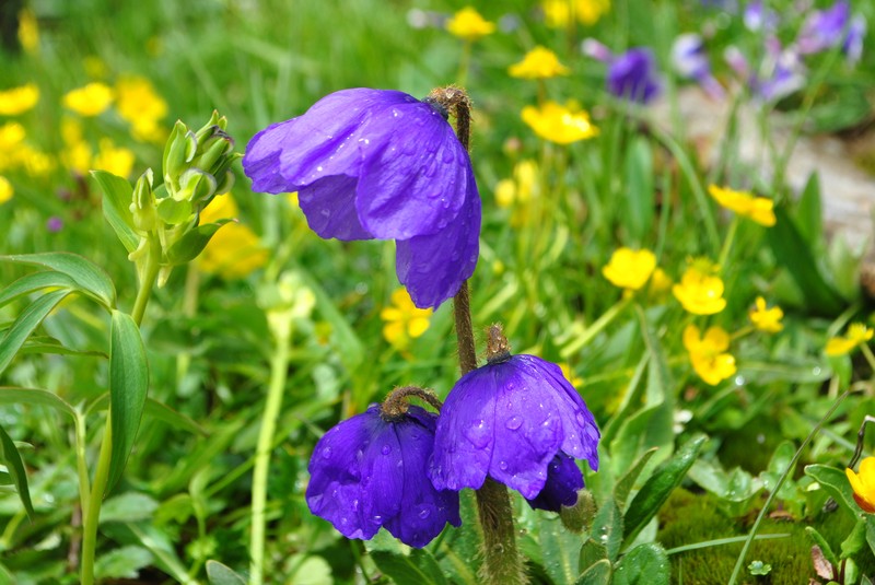 Meconopsis pulchella photo 7