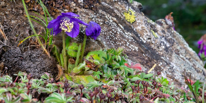 Meconopsis purpurea