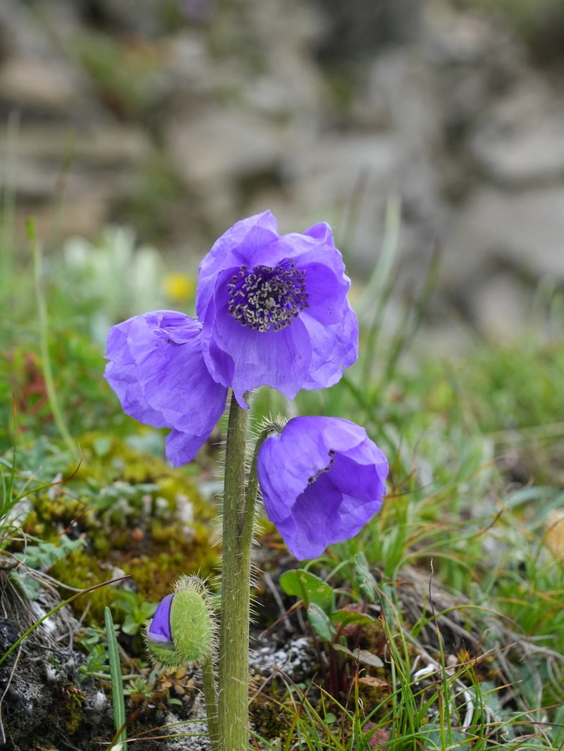 Meconopsis purpurea photo 2