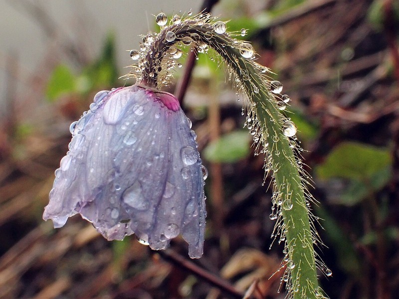 Meconopsis simplicifolia subsp. simplicifolia
