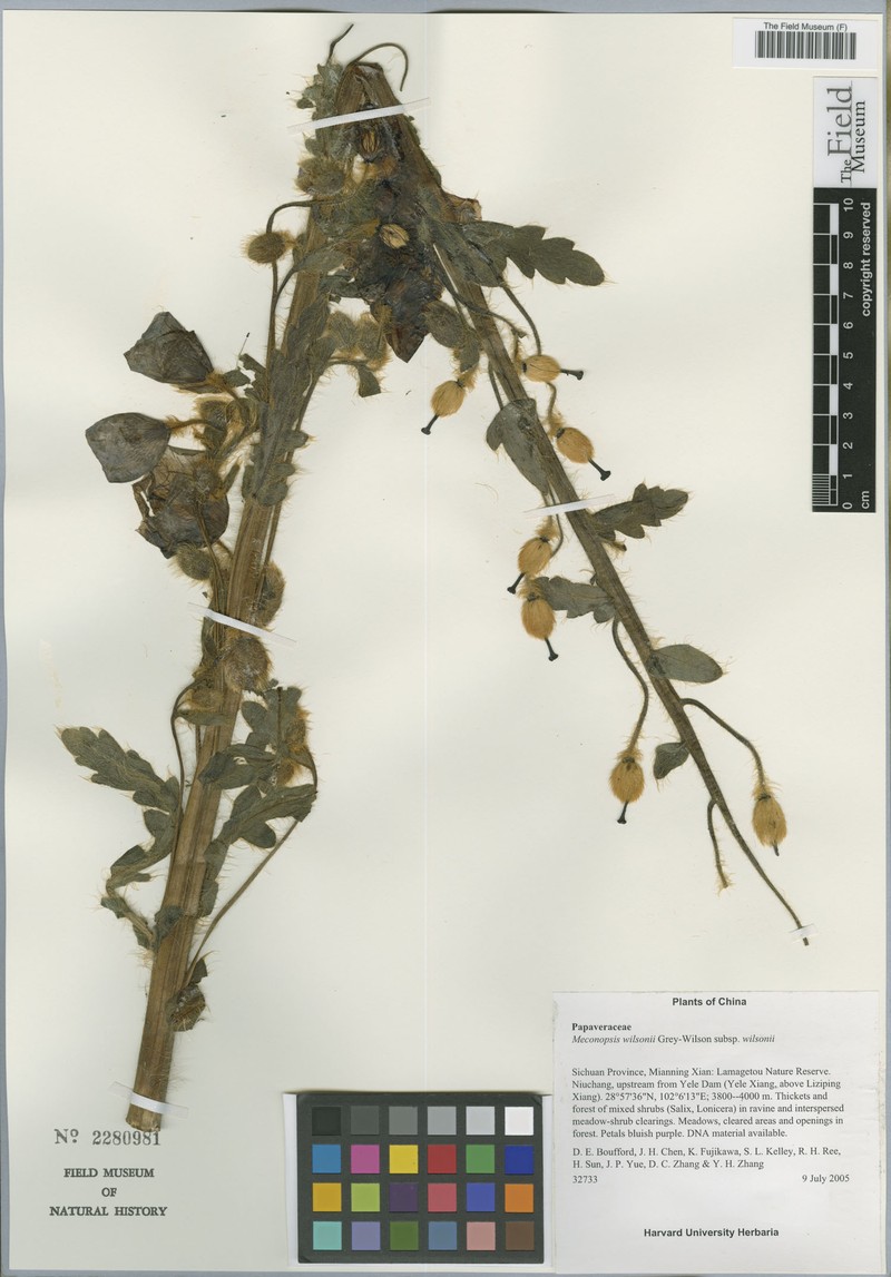 Meconopsis wilsonii subsp. wilsonii photo 2